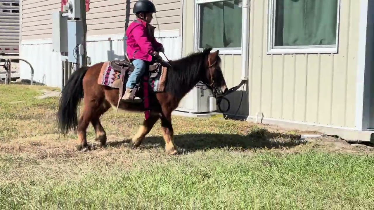 Cookie bay pony gelding