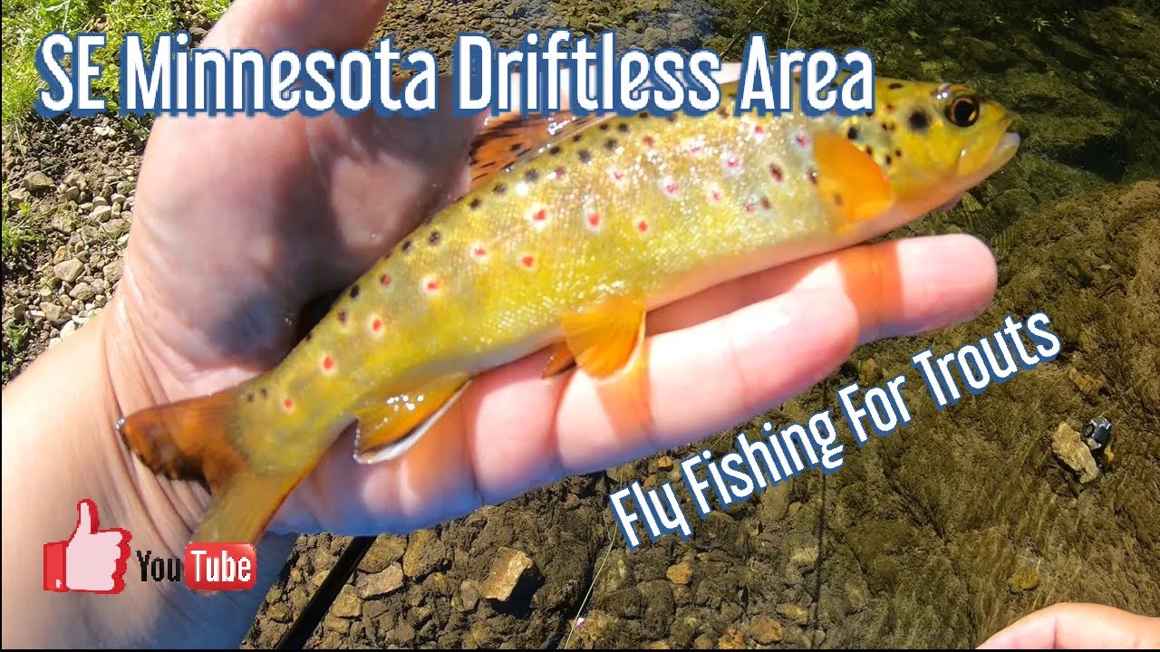 Driftless Area Fly Fishing /Lanesboro, MN/ Brown Trouts Nymphing