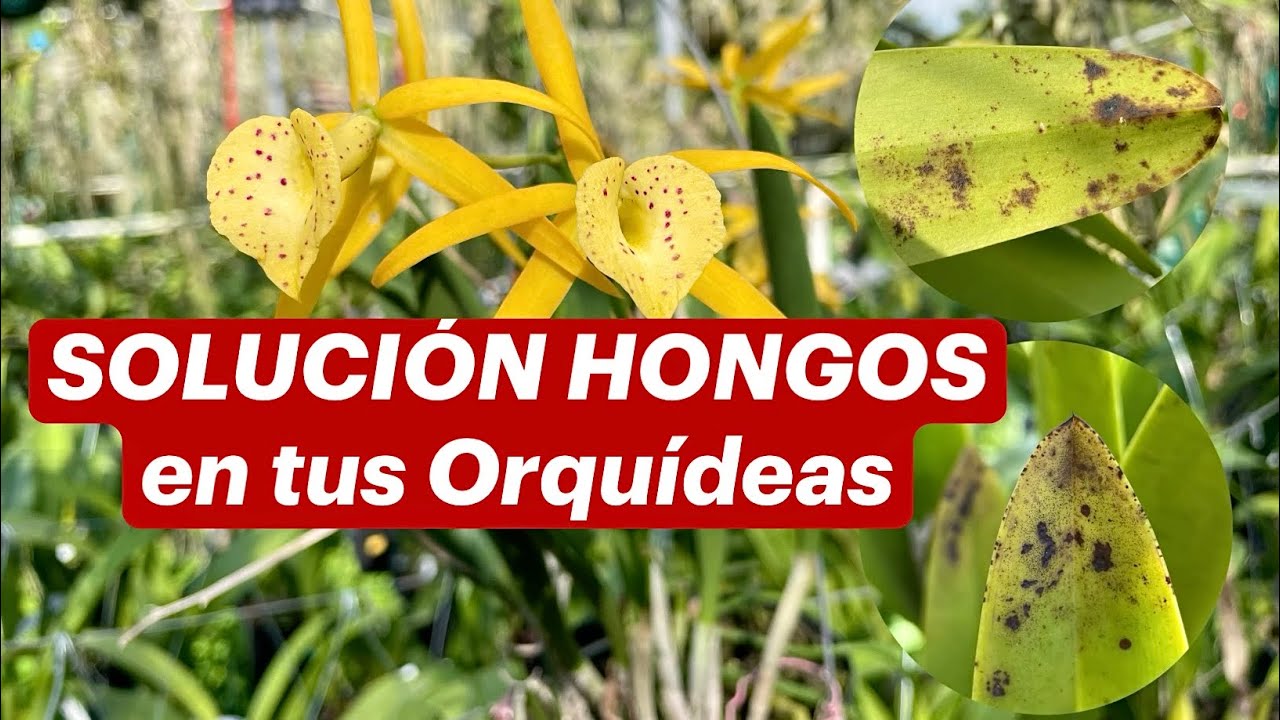 SOLUCION A LOS HONGOS EN LAS ORQUIDEAS - FASE 1