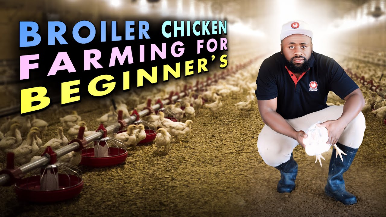 Poultry Farming for Beginners 🐓| Mastering Broiler Farming: Insider Daily Routine & Feeding Hacks