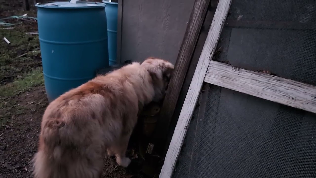 Opal Trying To Reach Some Creature Under The Man Cave