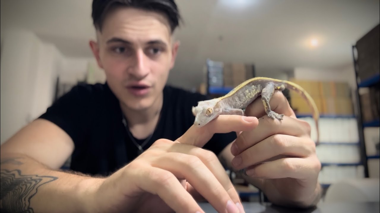 NOWOŚĆ W ARACHNOHOBBIA! Gady przejmują sklep! 🎉🤩