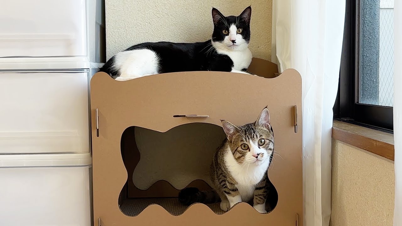 愛猫のために２段ベット爪研ぎをプレゼントしたら大喜びしてこうなっちゃいました...♡