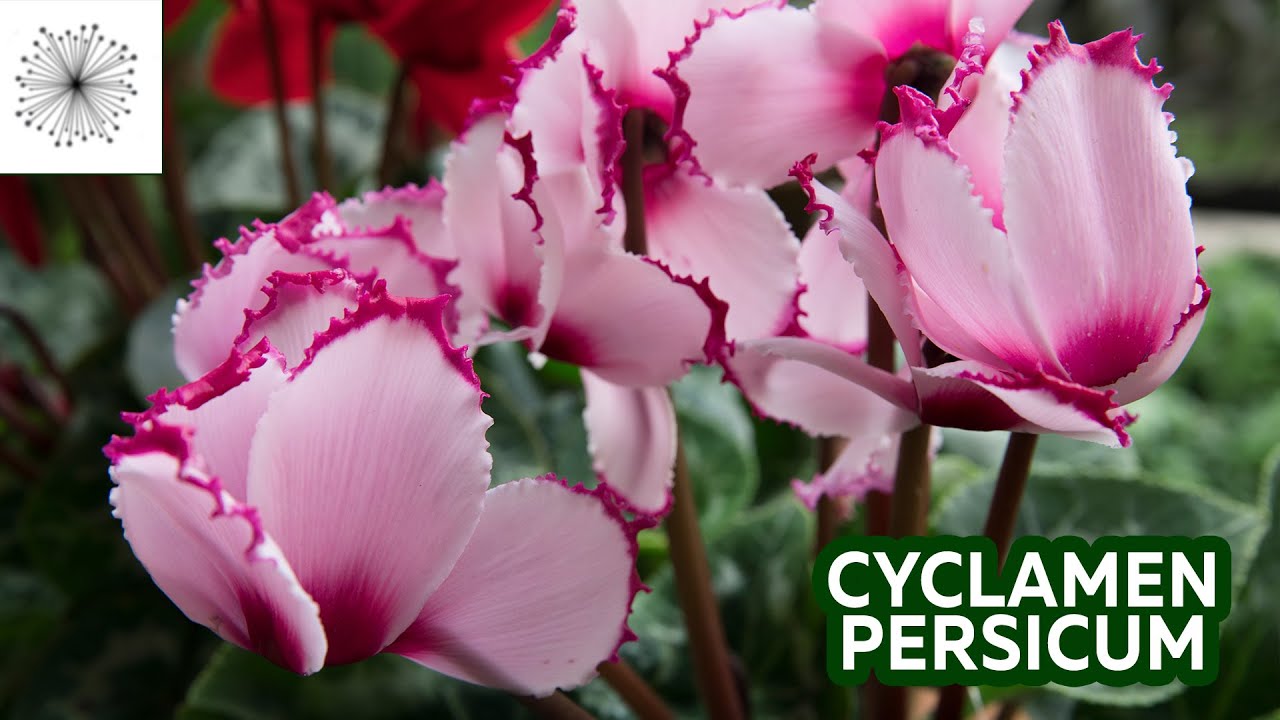Todo sobre el Cyclamen persicum, Violeta de Persia o Violeta de los Alpes