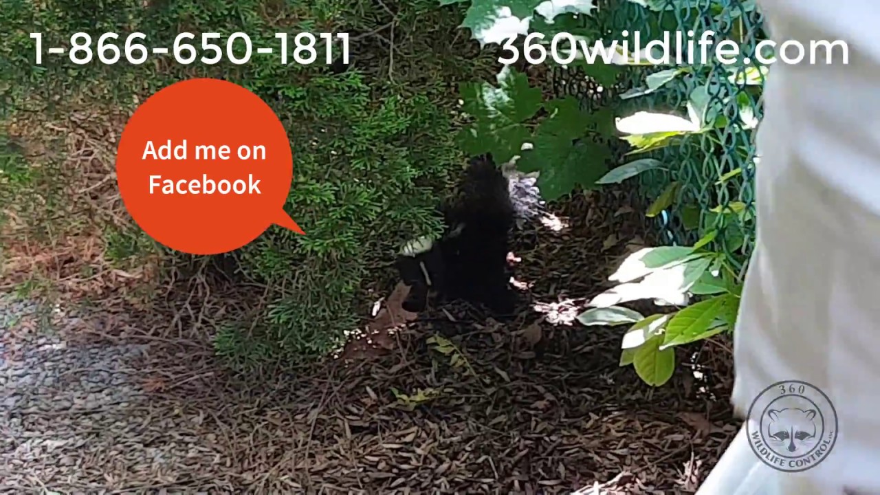 360 Wildlife Control | Skunk Removal / Rescue Toronto