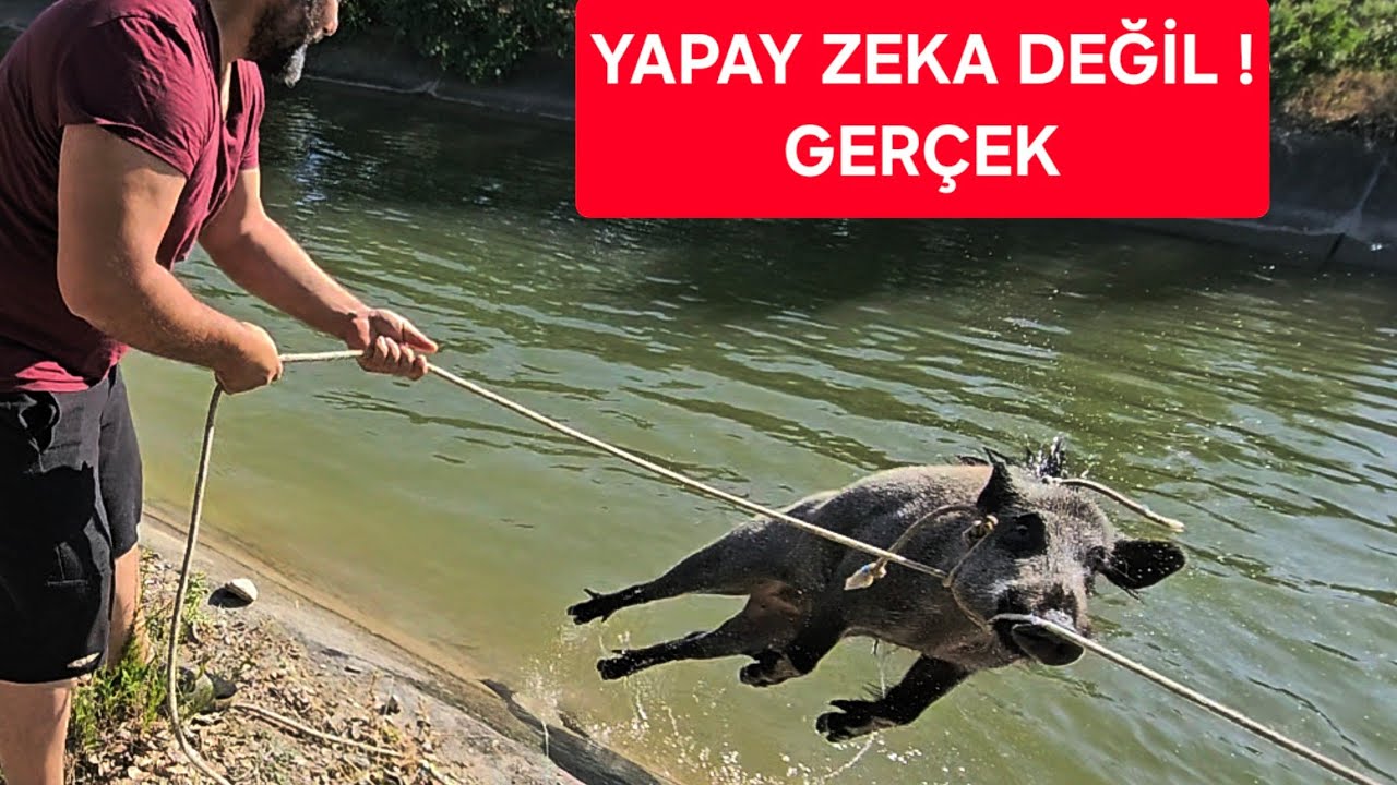 DOMUZ KURTARDIK #yaşasın #kurtar #doğayabırak #gelecek Su Kanalına D&uuml;şen Yaban Domuzunu Kurtardık!