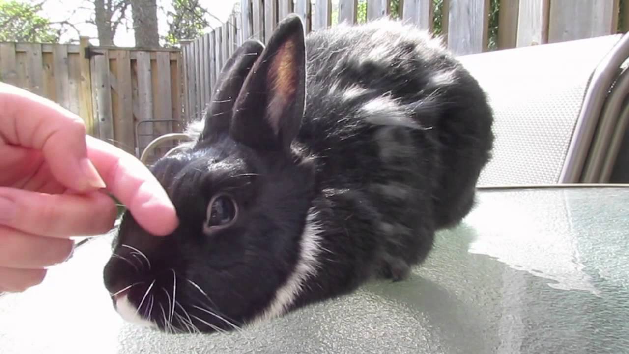 BudgetBunny: Grooming Your Rabbit