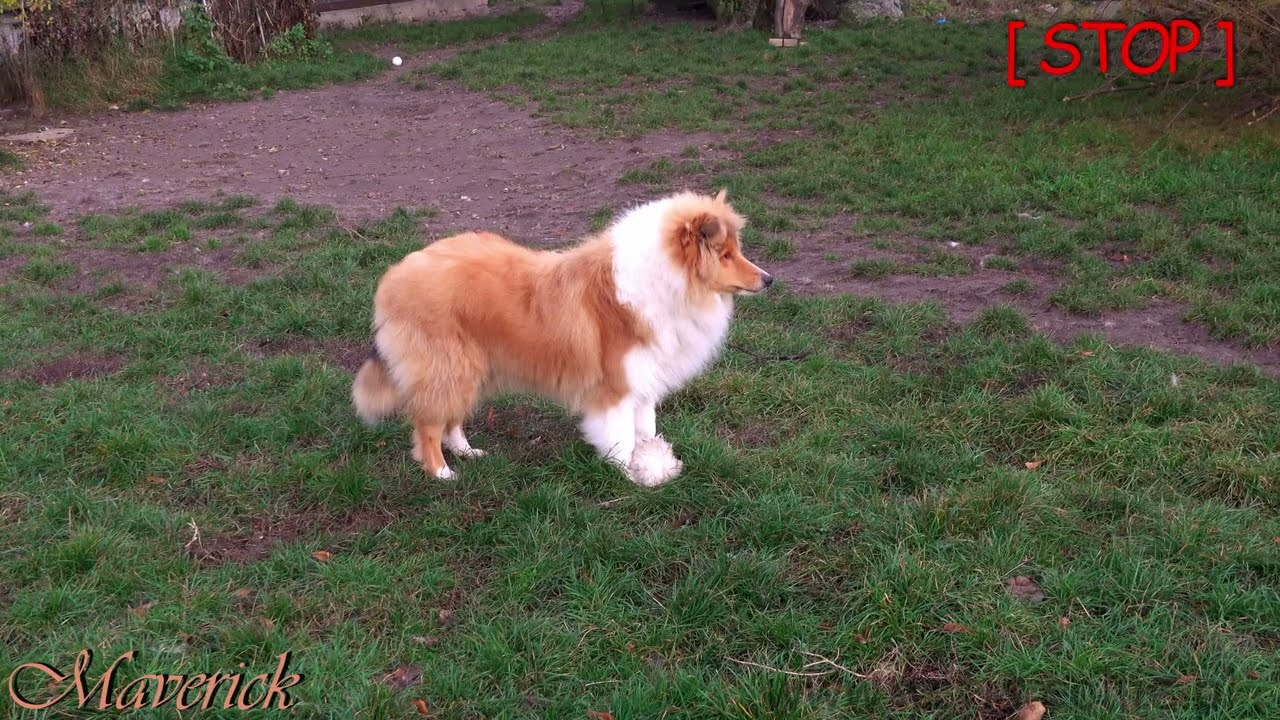 COLLIE rough young dog MAVERICK