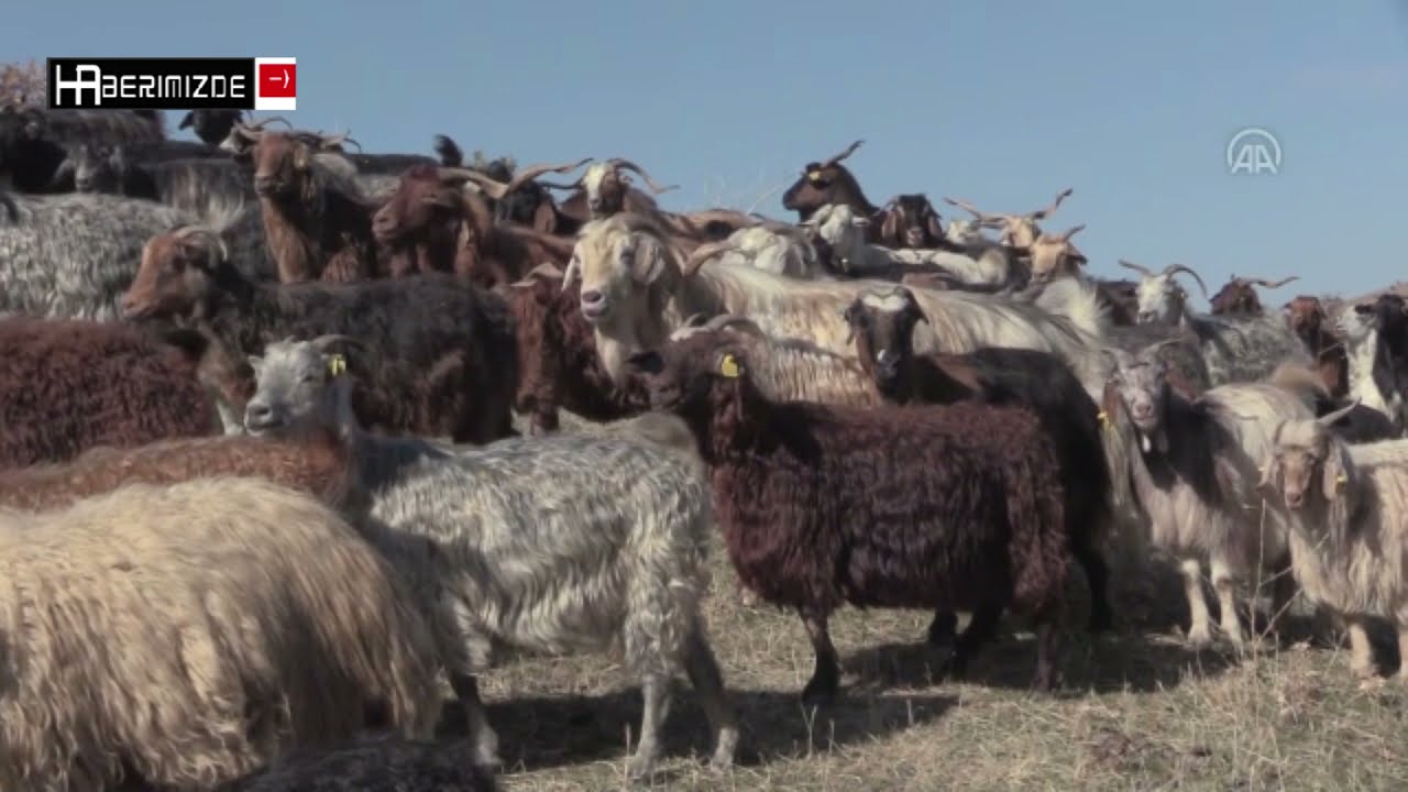 Şal şepik kumaşı dünyaya açılmak için destek bekliyor