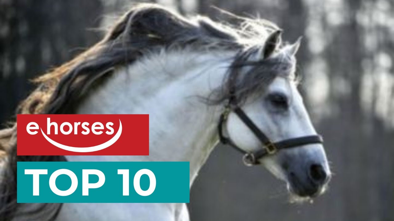 Top 10 Andalusier