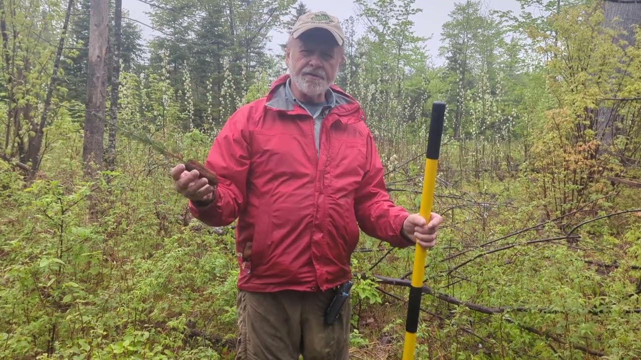 Planting PRT Red Spruce Containerized Seedlings - Wicopy Woods North