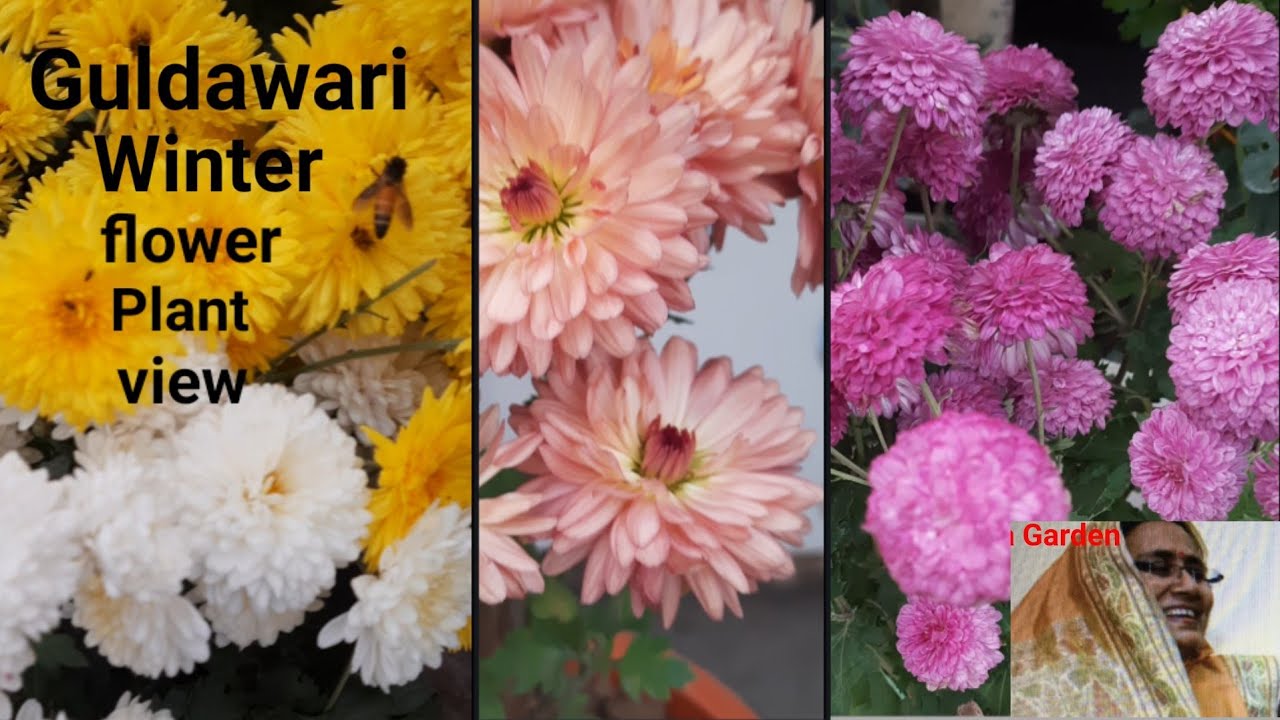 Terrace Winter Garden View/ Flower Garden Tour/Maina Garden