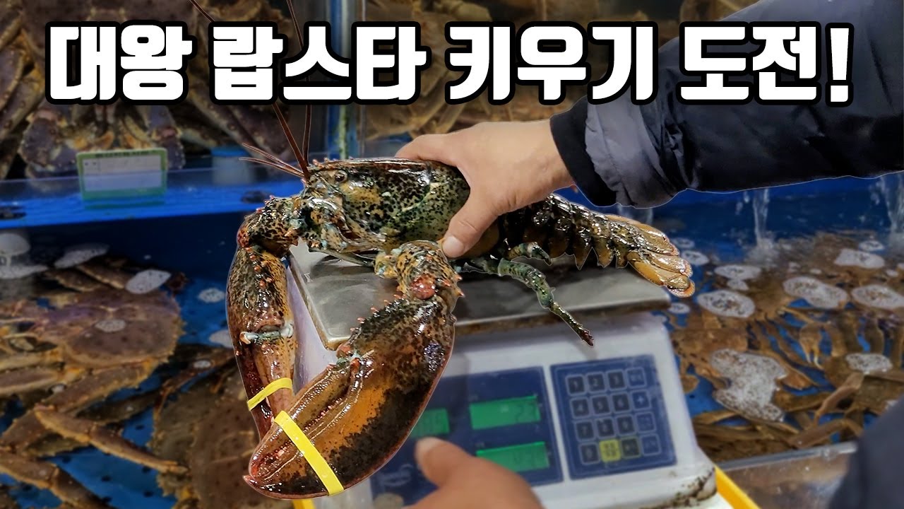 시장에서 구입한 대형 랍스터!! 거대한 집게발이 보기만해도 무섭네요 ㄷㄷㄷ