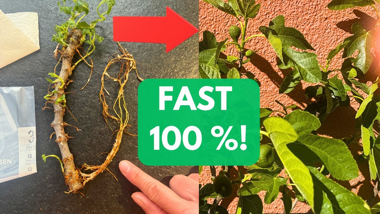 Feigen einfach vermehren🌿Feigenbaum aus Stecklingen ziehen🌱Schritt für Schritt fast 100 % Erfolg ✅