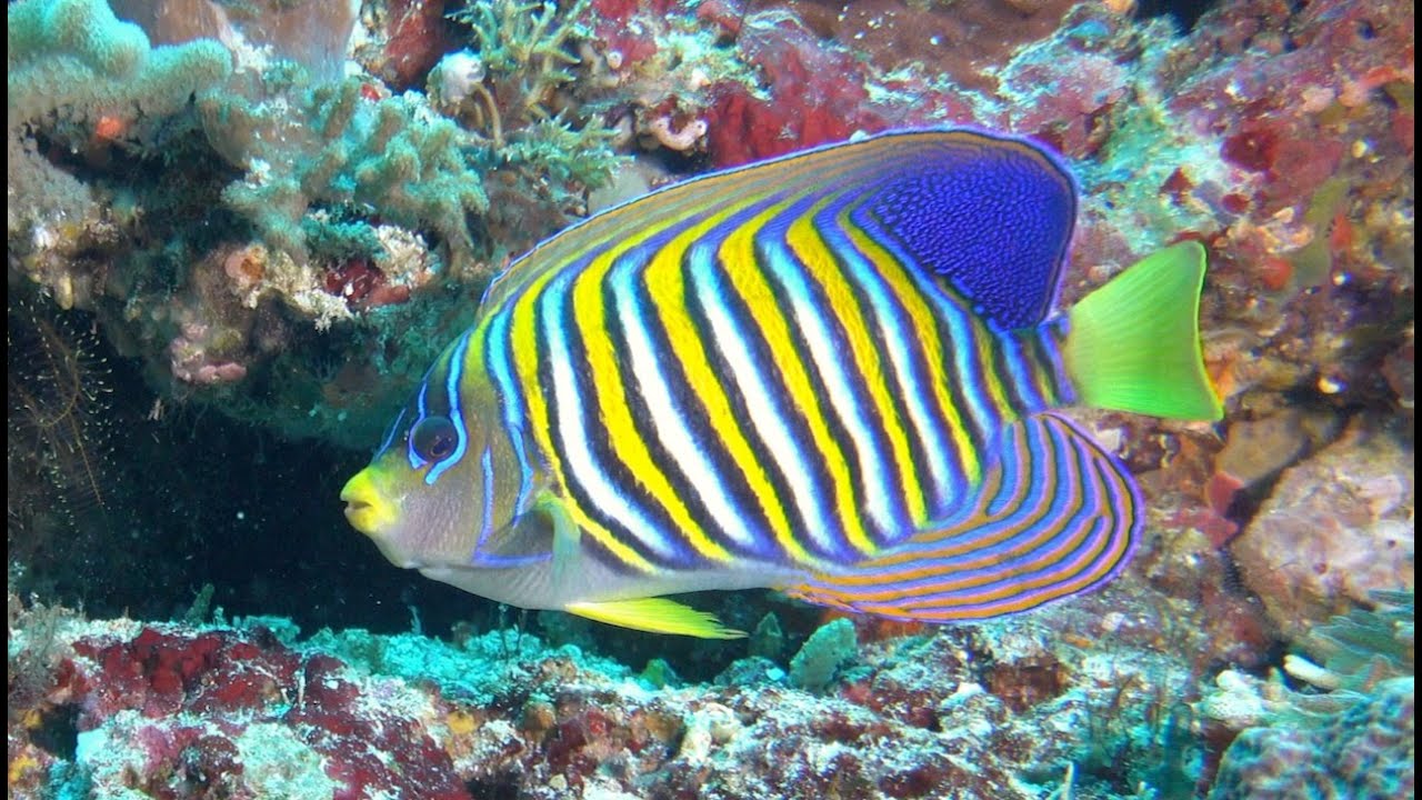 Marine Life of Raja Ampat Part III, Fishes Part II   2024, by John M  Uscian