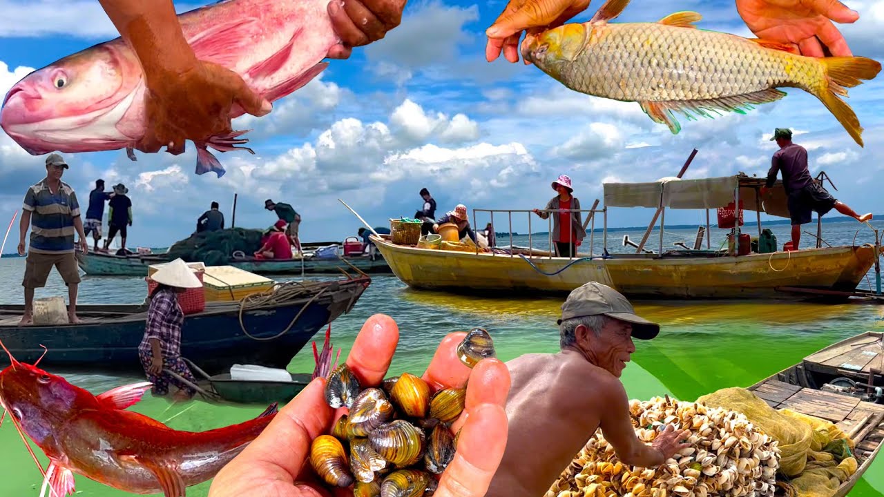 Biển HỒ TRỊ AN Mùa Cá Lăng,Cá Mè,Cá Dinh,Nghêu Thuỷ Sản Không Thua Gì Biển Cả.