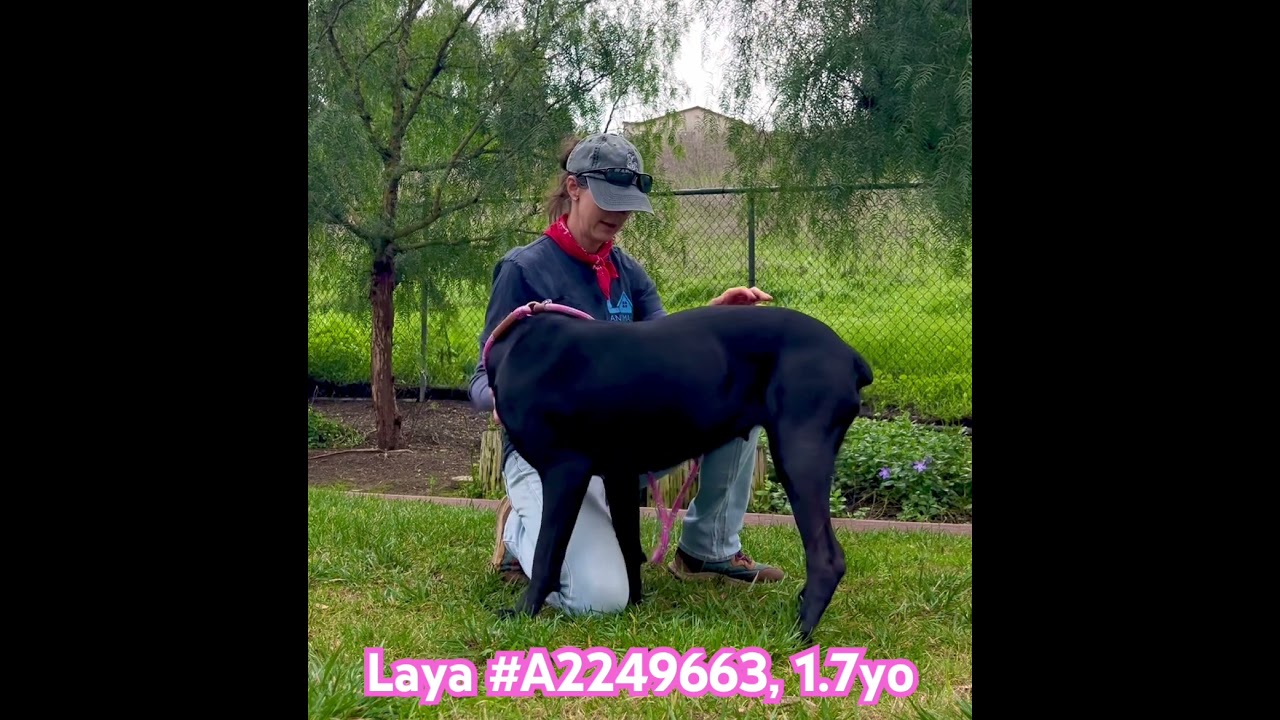 LAYA very strong, but very sweet. Social &  selective w dogs. Recommend household w no small kids