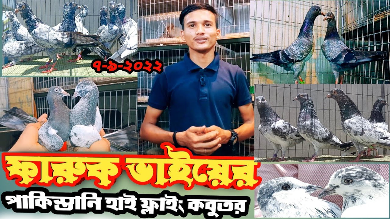 পাকিস্তানি হাই ফ্লাইং কবুতর বিক্রি হবে ফারুক ভাইয়ের টেডি সাহারানপুরি মুক্ষি গিরিবাজ কবুতর MohsinTV