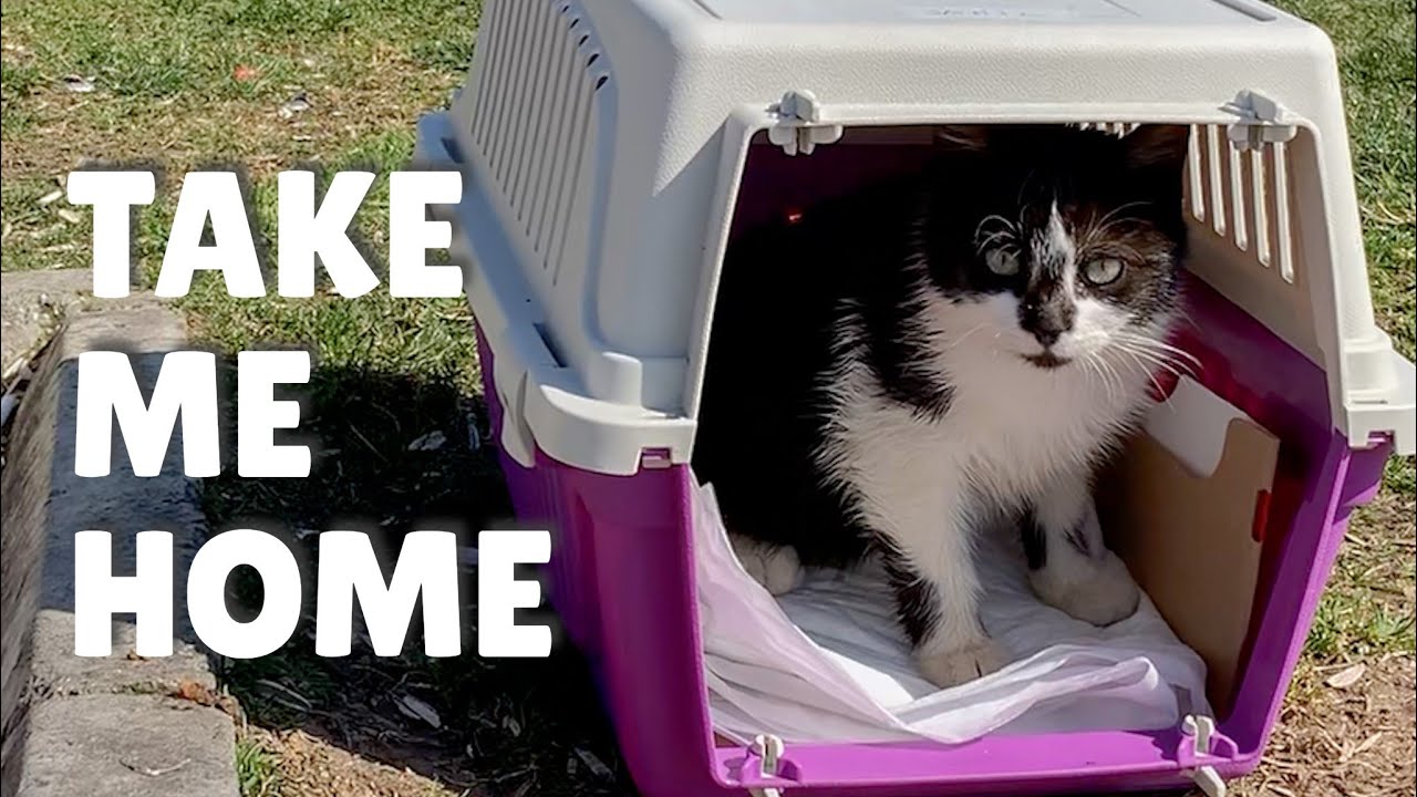 Kitten walked into the carrier herself for adoption