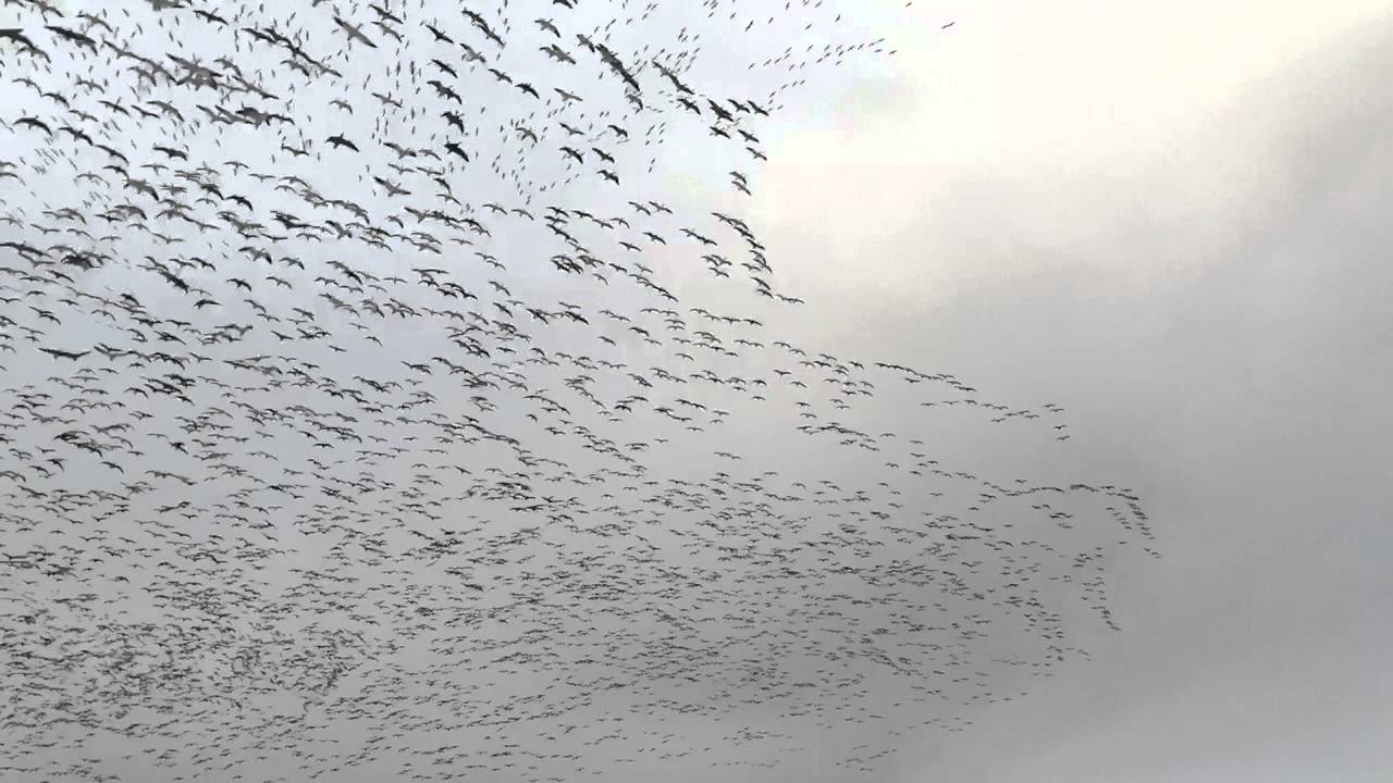 Snows Down Low - Snow Goose E-Caller Track 05