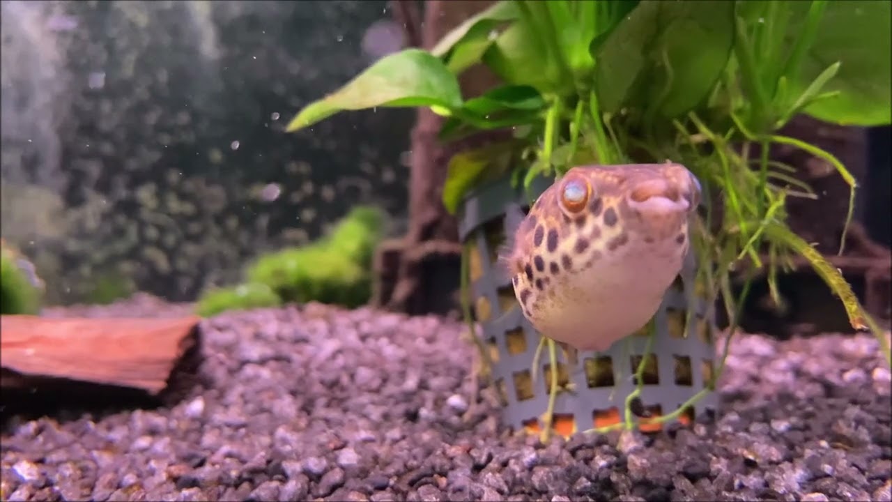 Leopardkugelfisch - Tetraodon schoutedeni