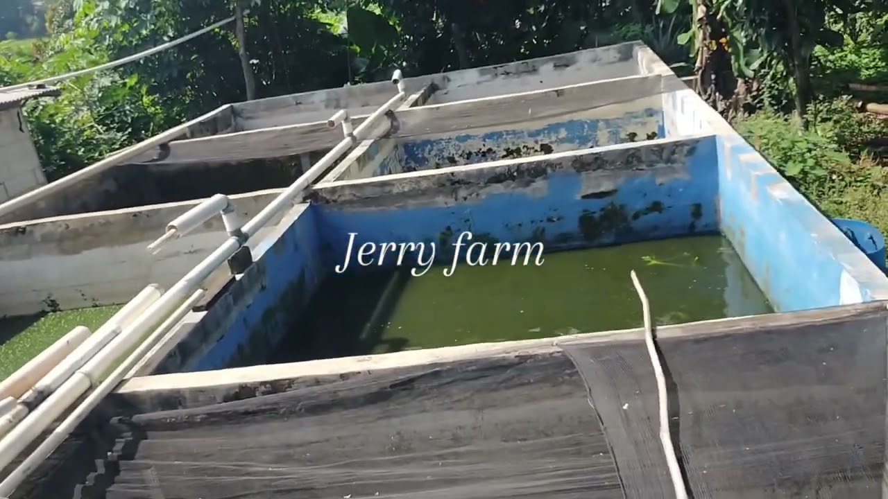 Jerry farm bibit lele dan konsumsi