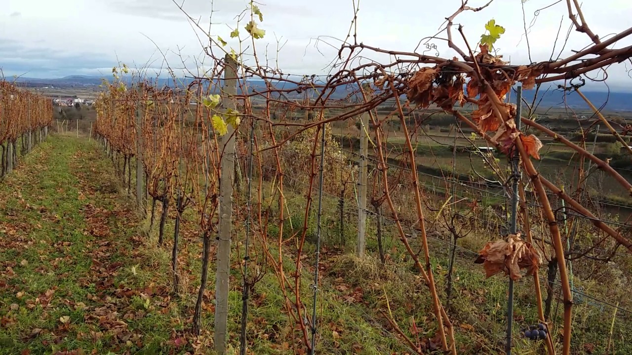 PERMAKULTUR im Weinberg: Sanfter Rebschnitt und Wickeln der Reben - Winzerhof Linder in Endingen