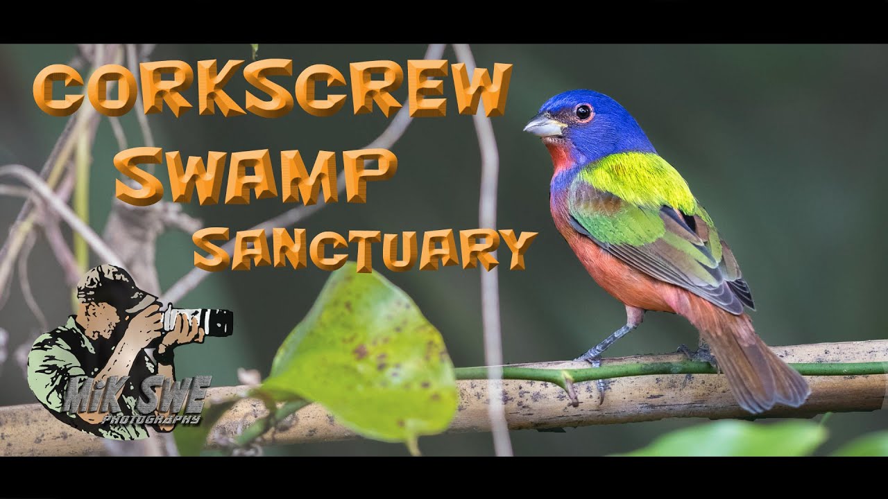 Wildlife photography in the Corkscrew Swamp Sanctuary