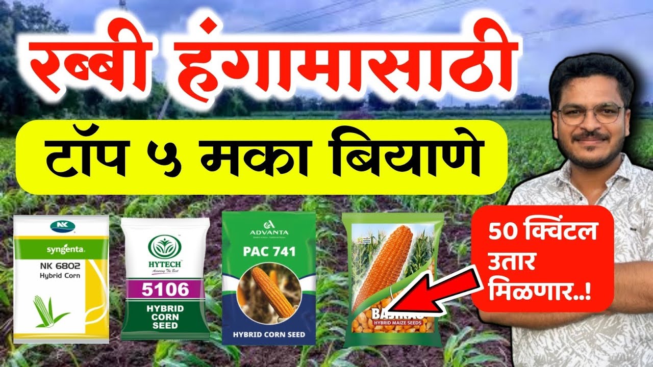 रब्बी हंगामासाठी टॉप 5 मका बियाणे 🔥 Rabbi Hagamat konte Biyane Lavave