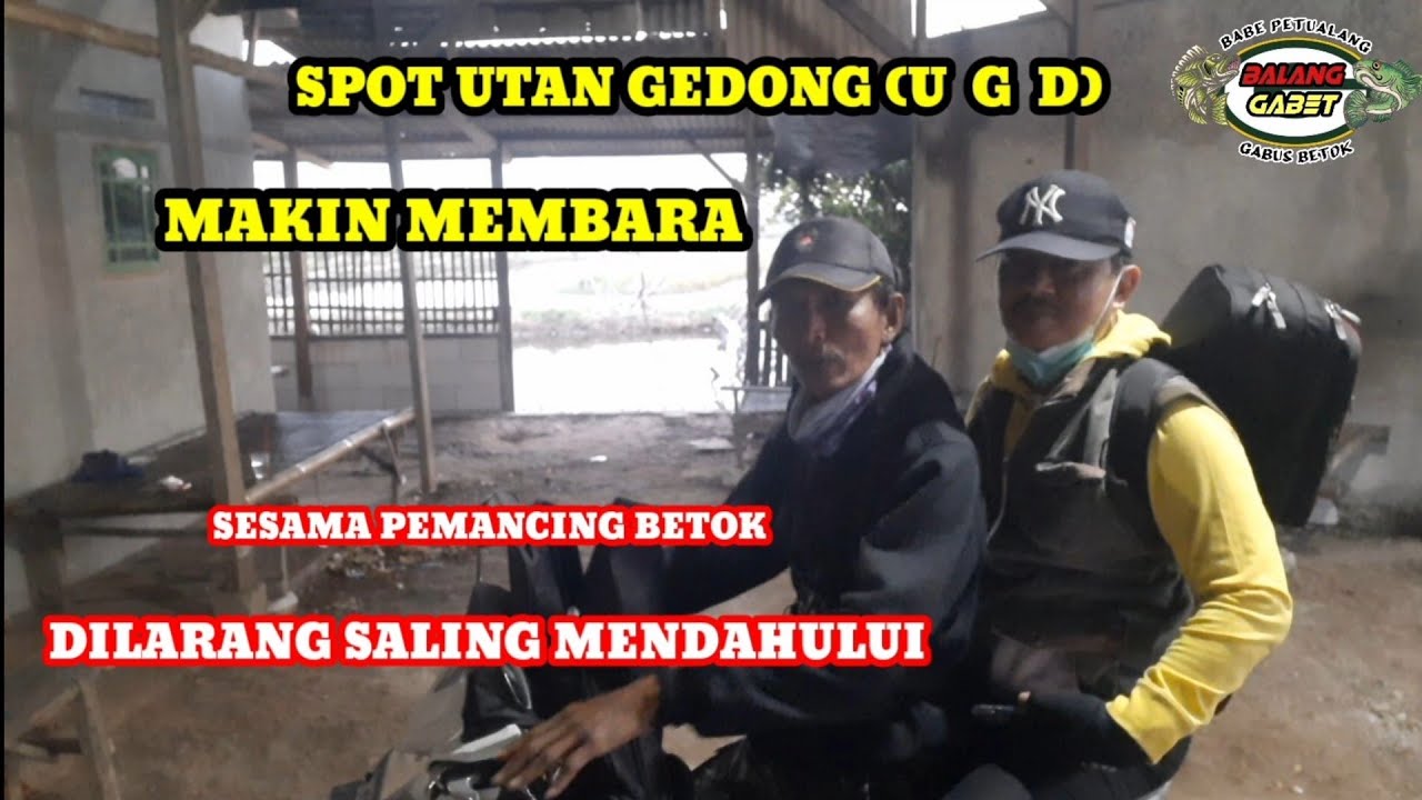SESAMA PEMANCING BETOK ,DILARANG SALING MENDAHULUI..#mancingikanbetok #balanggabetchannel