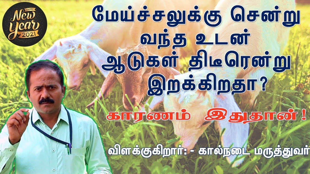 மேய்ச்சலுக்குச் சென்று வந்தவுடன் ஆடுகள் திடீரென்று இறக்கிறதா? காரணம் இதுதான்!  SUDDEN DEATH IN GOATS