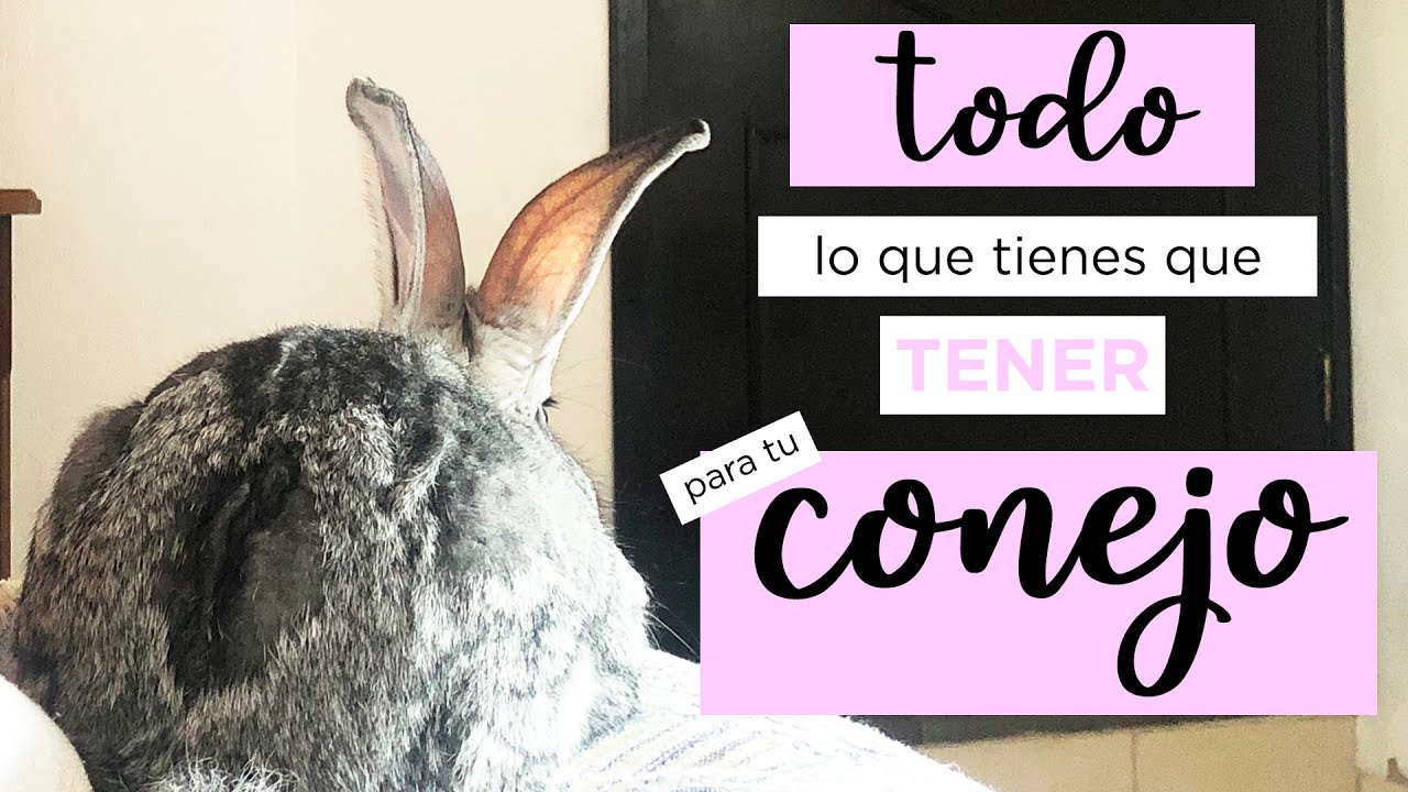 TODO lo que NECESITAS tener para tu CONEJO 🐰