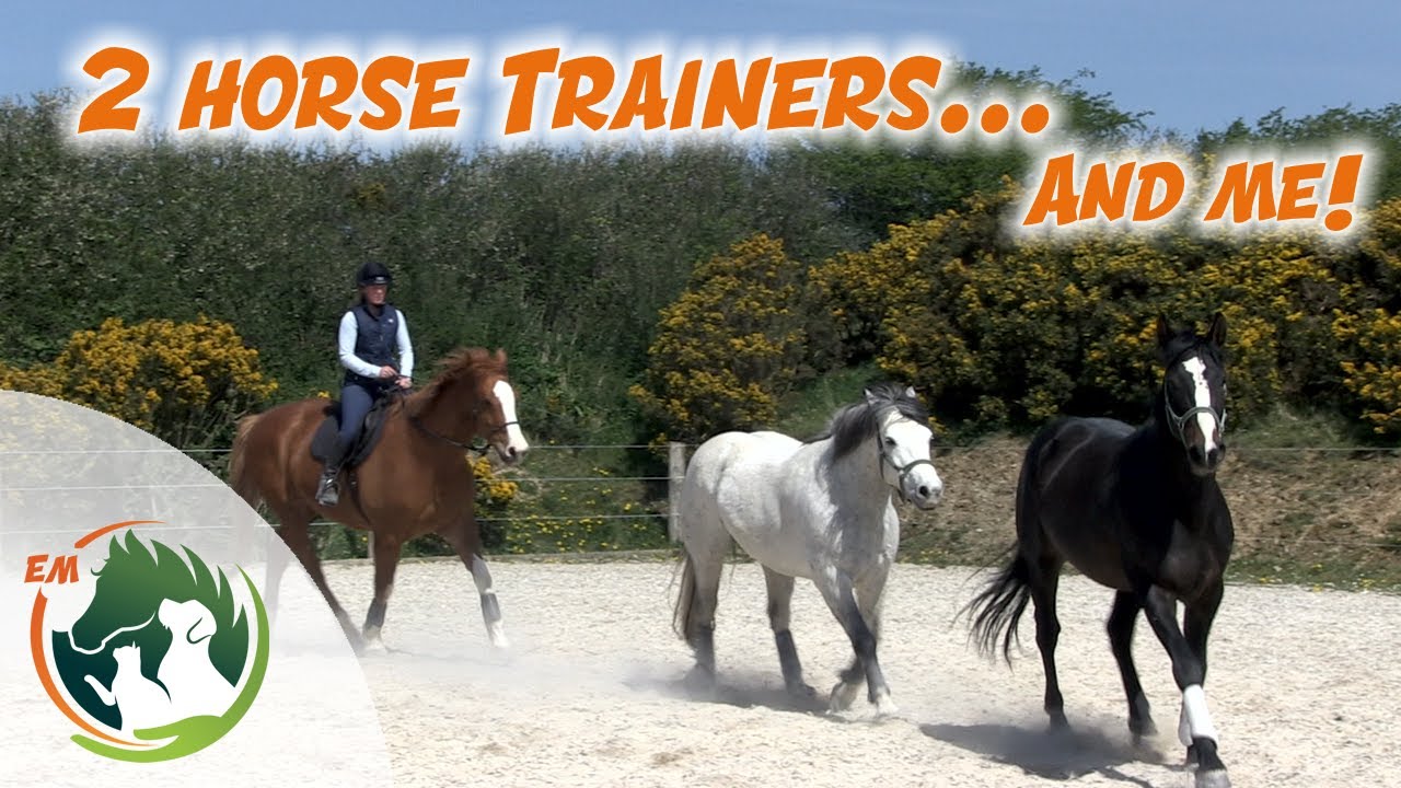 Using trained horses to work young horse Oisin