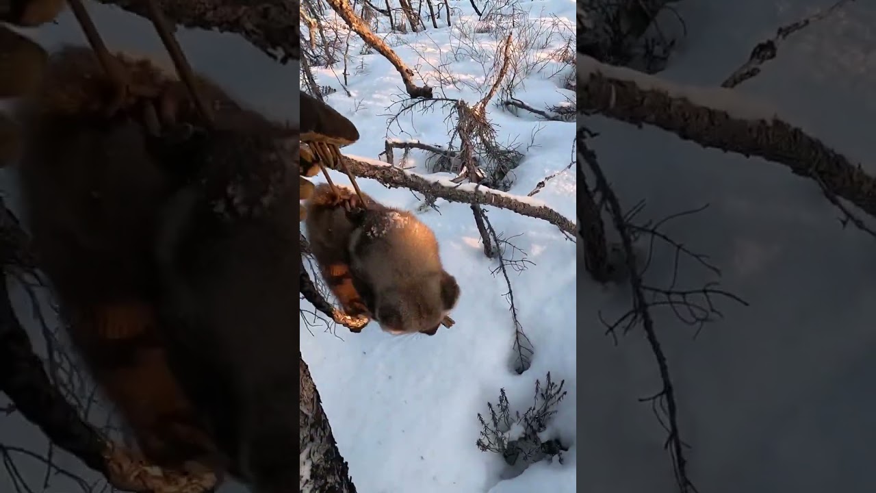 Marten trap catch #trapping #alaska #martentrapping #wildlife #outdooreducation #wilderness #trail
