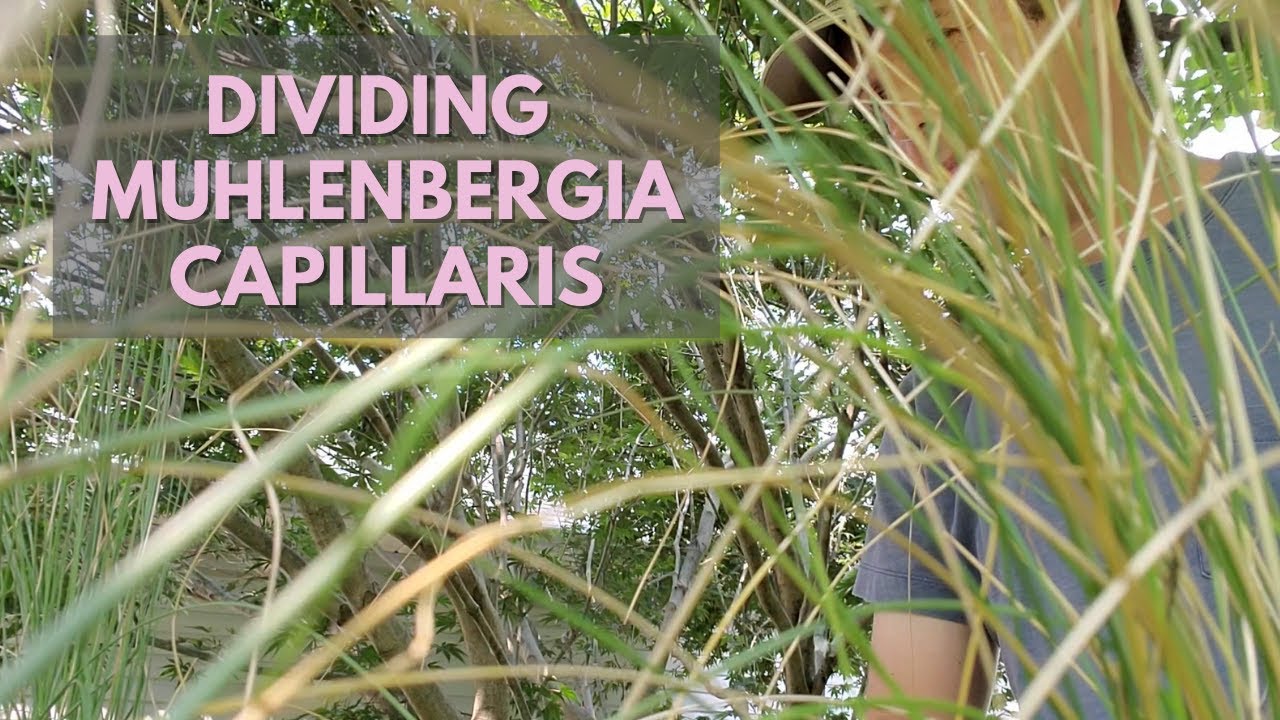 How to Divide Muhlenbergia capillaris (Free Plants from Nursery Extras!)