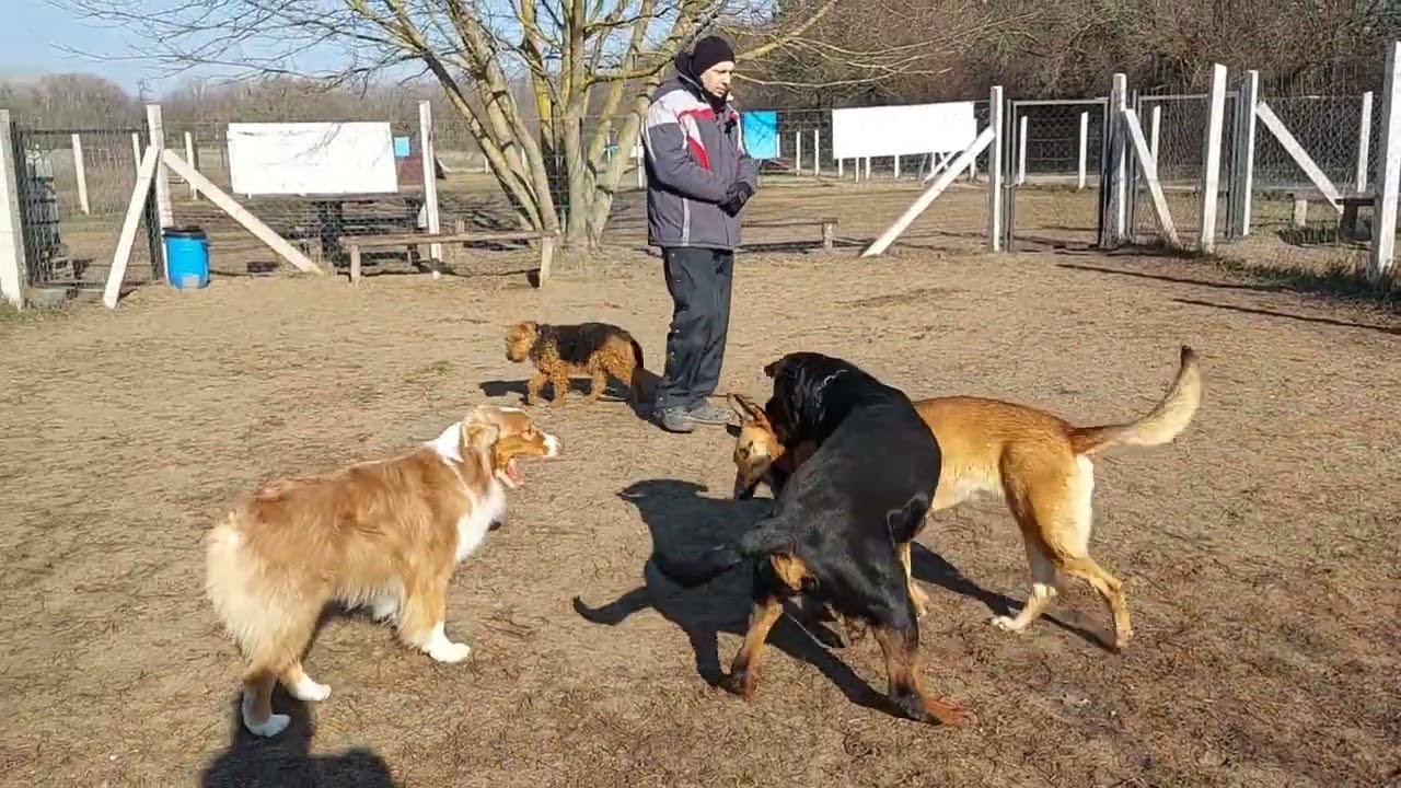 Welsh terrier szocializáció szoktatás kutyákkal @kutyakozpont