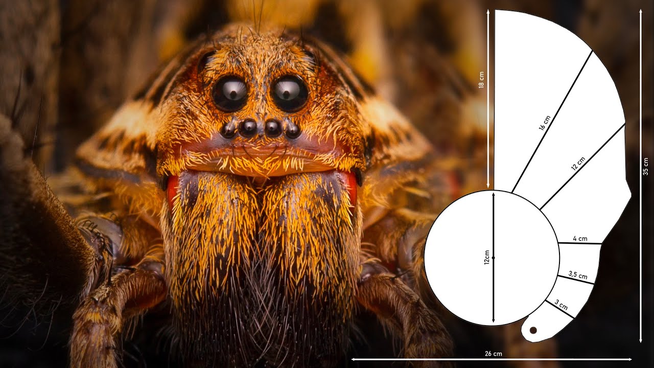Tutorial how to make the flash diffuser for macro photography.