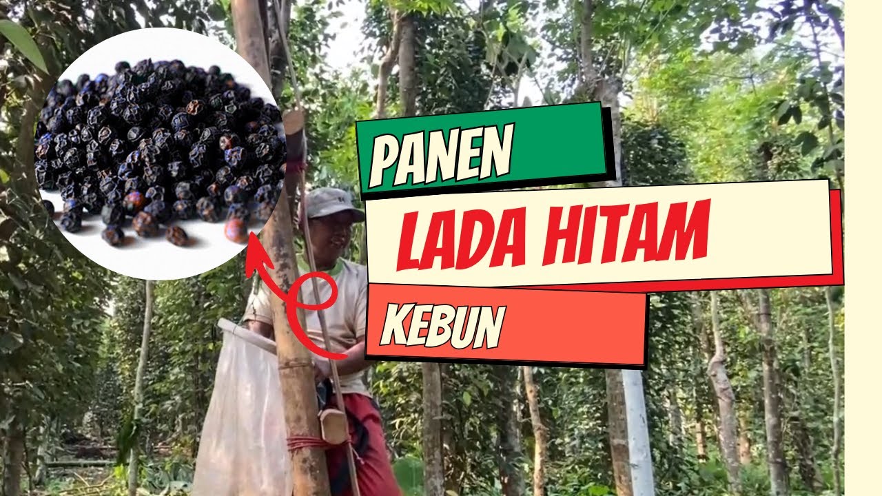 Cara Panen Lada Hitam yang Cepat