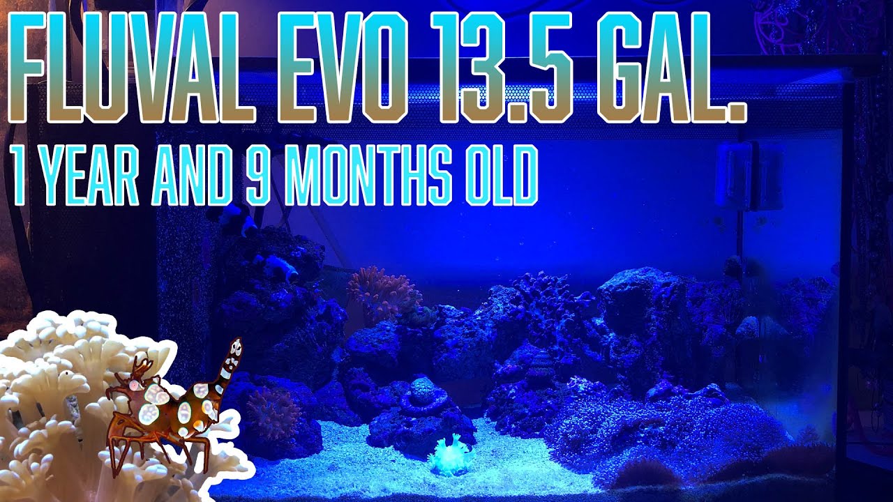 Mini update and how I do water changes on the Fluval 13.5 Evo Nano Aquarium