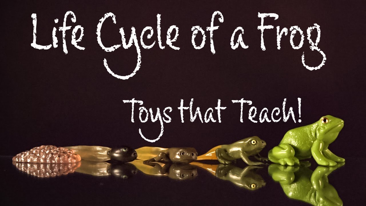 The Life cycle of a Frog Toys that Teach Safariology amphibians