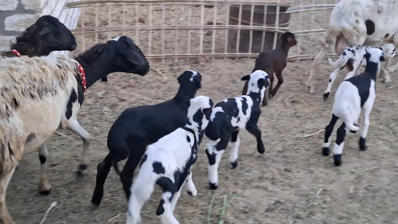 فرصه لاتفوتك ٣نعجات وراهم ٦ ببلاش لايفوتك ت٠١١١١٢١١٦٥٧ #عروض بيع_ الأغنام 