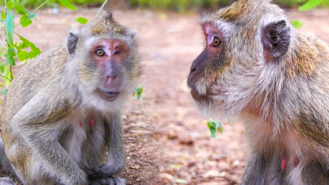 Really poor old blind monkey vegas look he very skinny come to ask human she need banana