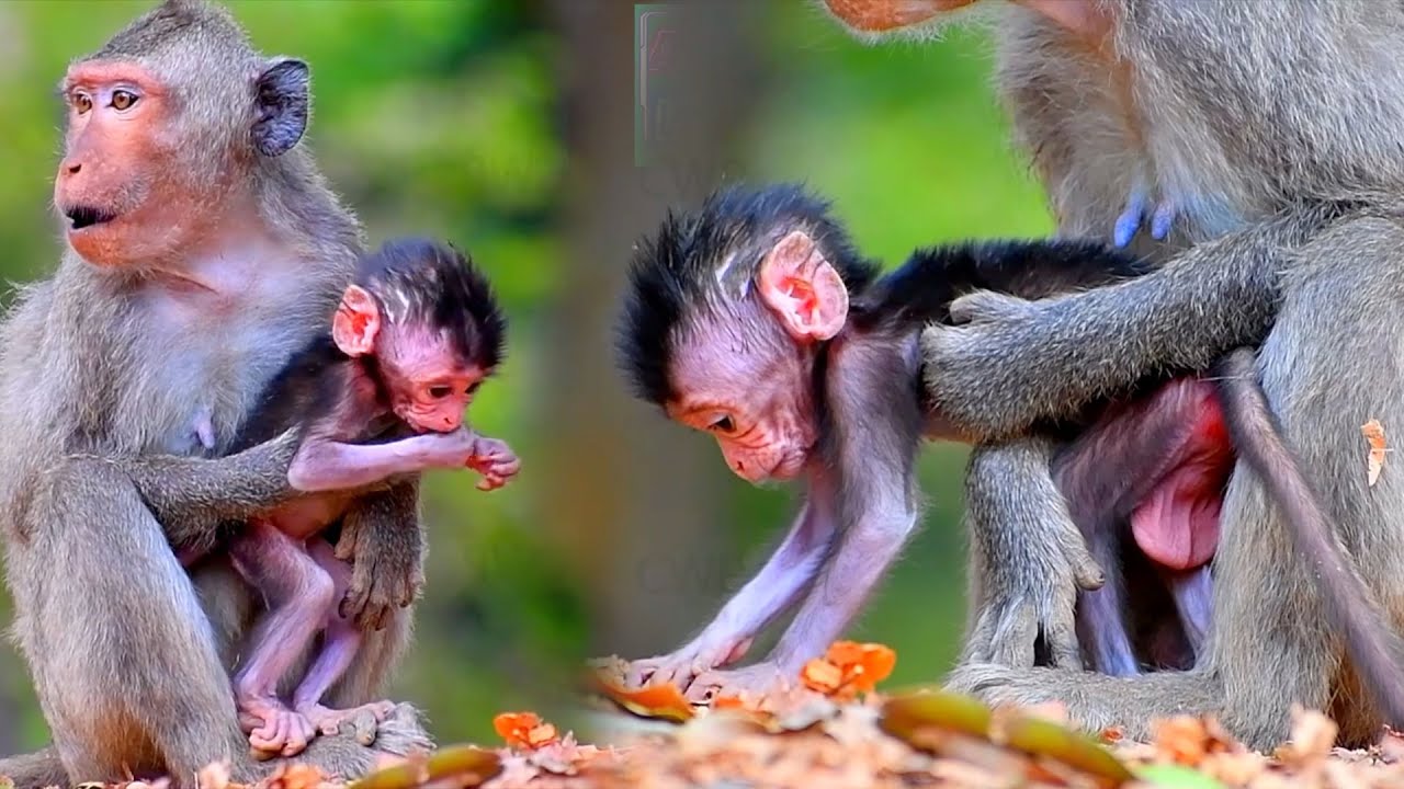 Tiny mommy hugs baby carefully with good care, Adorable Wildlife