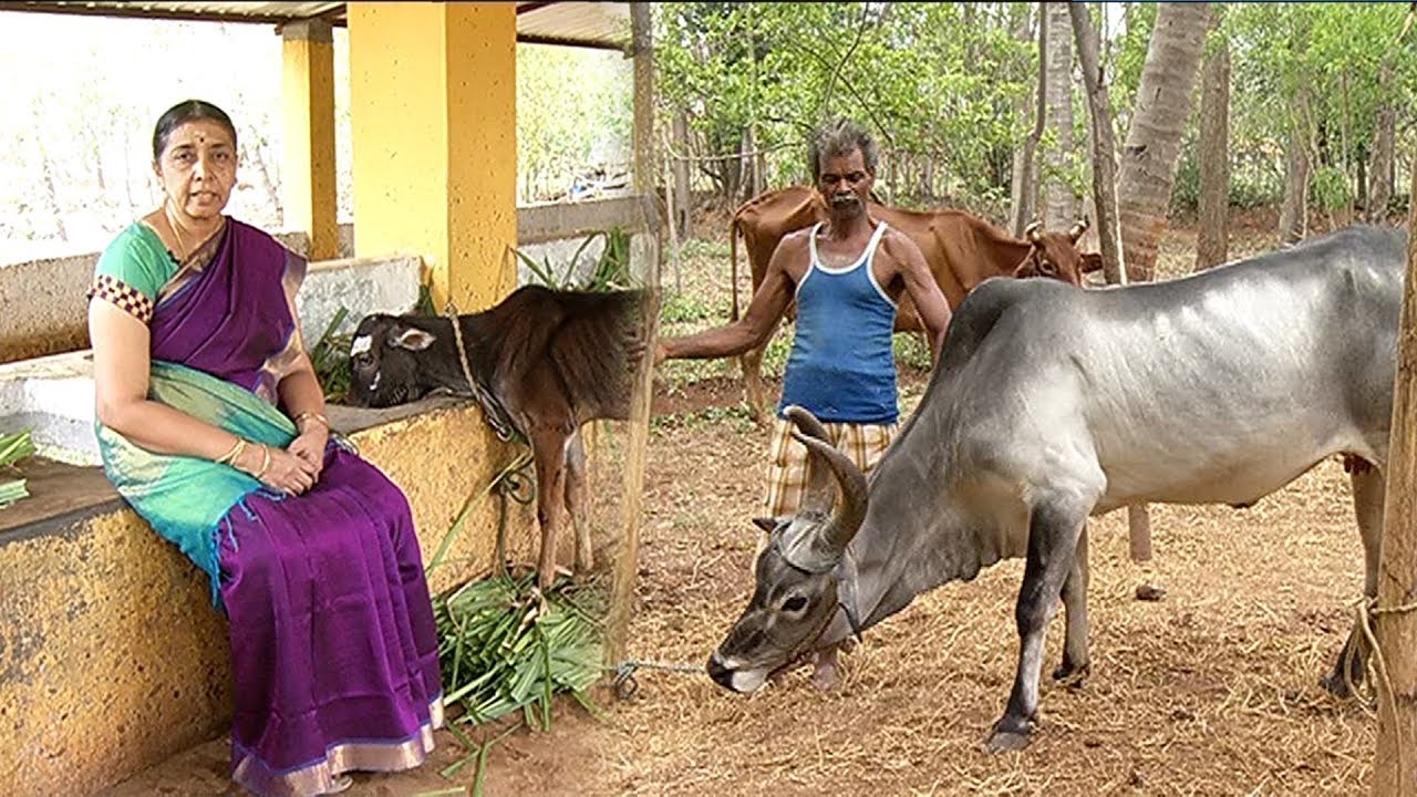 சரியான மாட்டு பண்ணையை அமைப்பது எப்படி ? | மலரும் பூமி 26/10/19