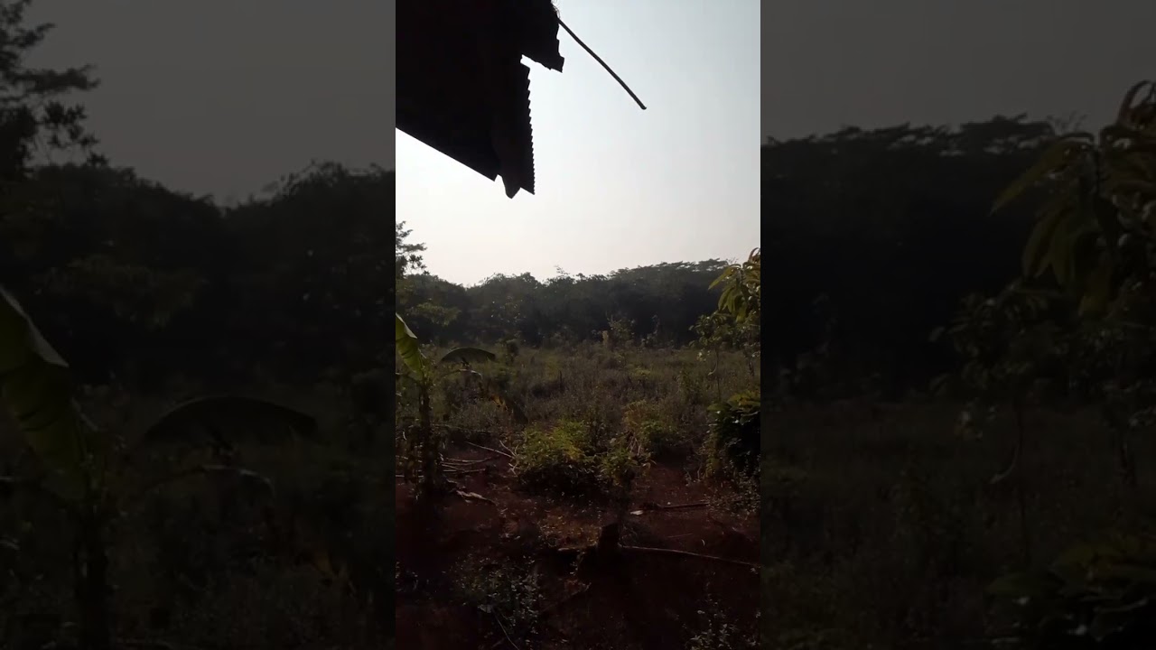 ngecek kebon..jiim..