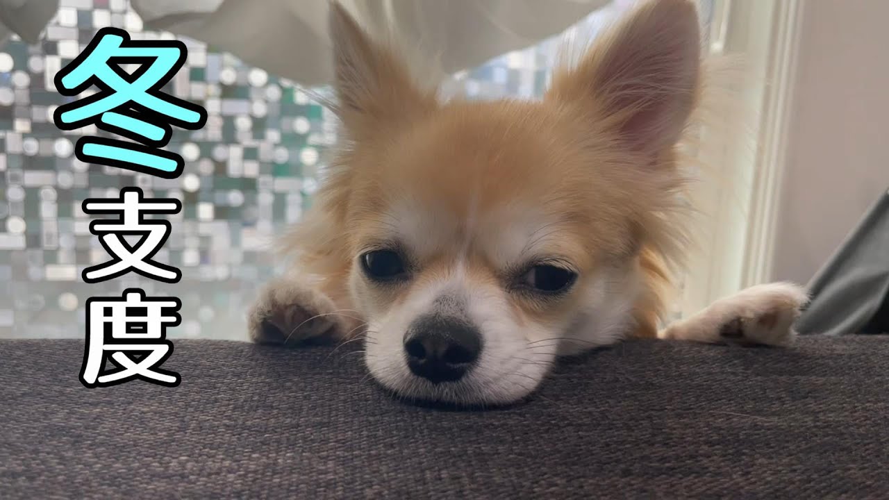 冬支度を始めた子犬チワワ