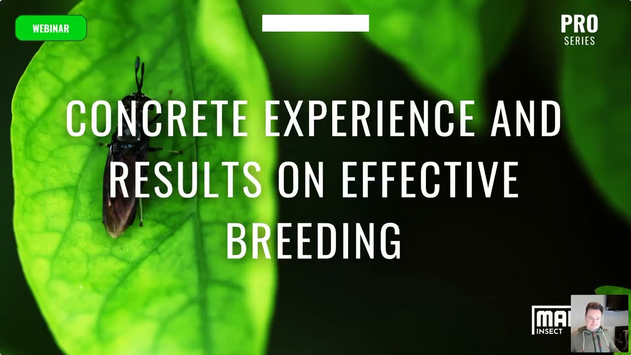 Manna Insect PRO webinar series: Concrete experience and results on effective breeding