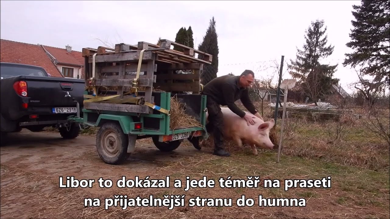 Jak nám zdrhlo prase