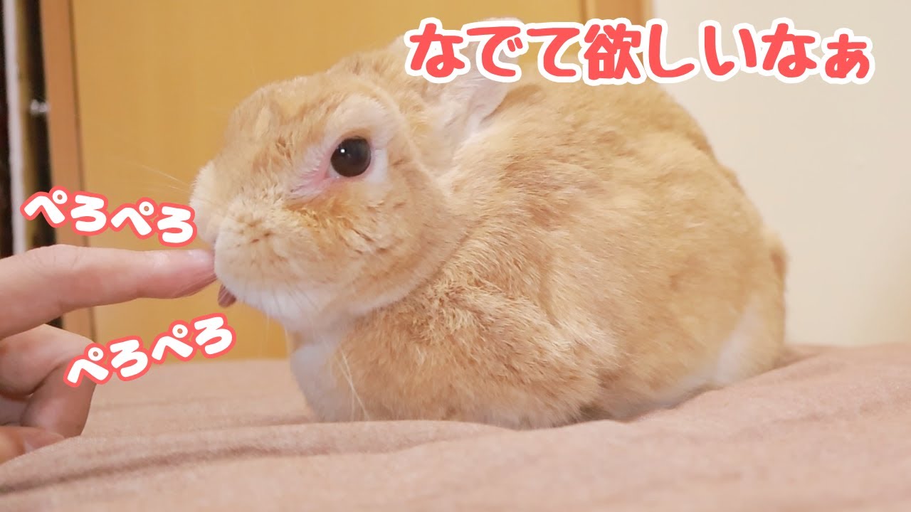 今日はなんだか眠たくて終始ぼんやりして過ごし、たくさんなでなでしてもらううさぎさん【No.196】She seems more sleepy than usual today.