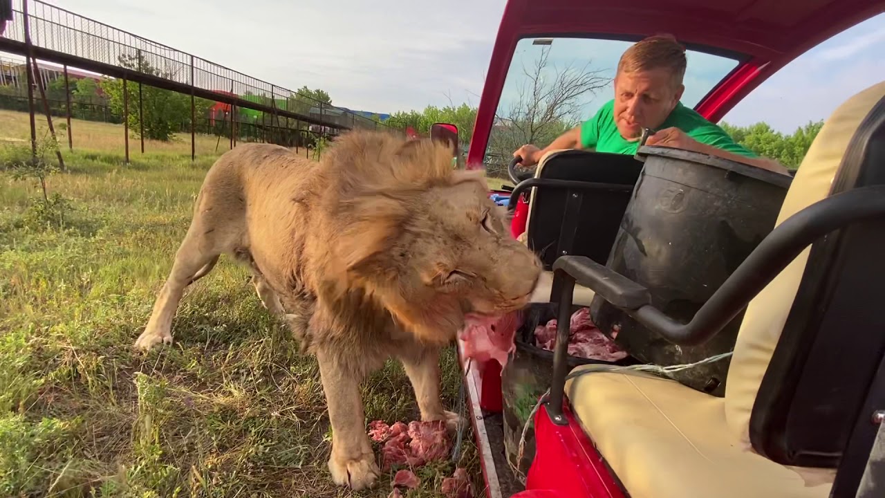 Как лев Султан устроил себе кормушку прямо в машине ! Russian Lion man !